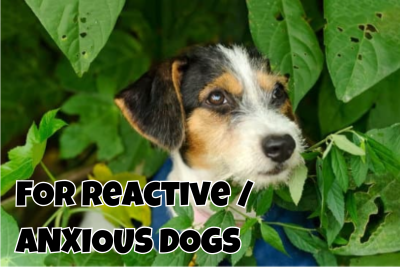 Reactive Dog Training in Dorset
